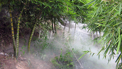 ��ֲ����